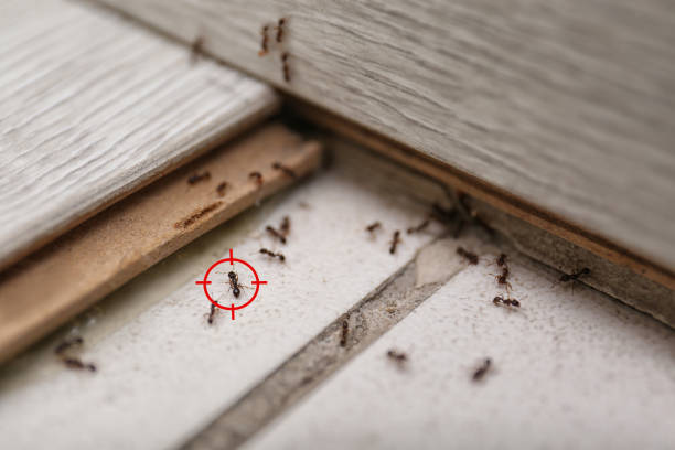 Best Residential Pest Control  in Oro Valley, AZ
